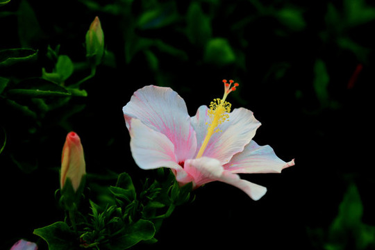 扶桑花