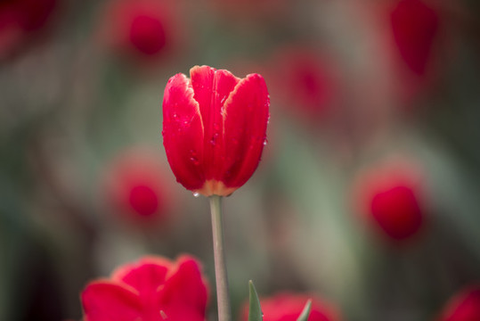 郁金香花