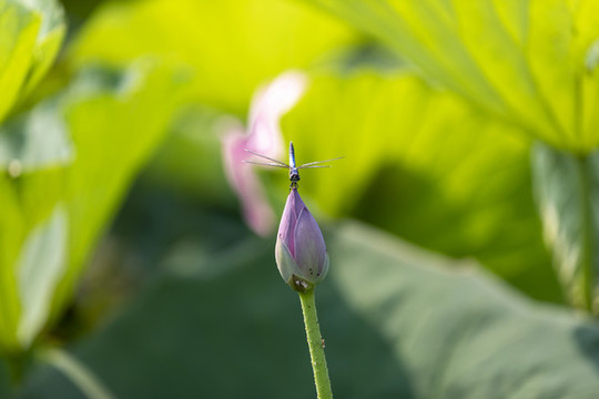 荷花與蜻蜓