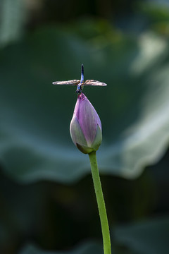 荷花與蜻蜓
