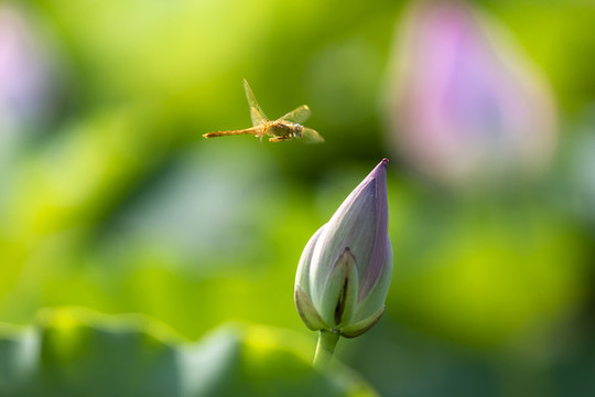 荷花與蜻蜓