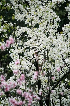 梨樹開花