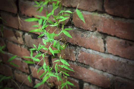 墻角幽綠紅磚綠草獨(dú)自成長