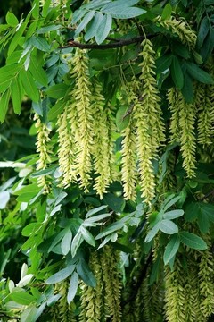 楓楊開花