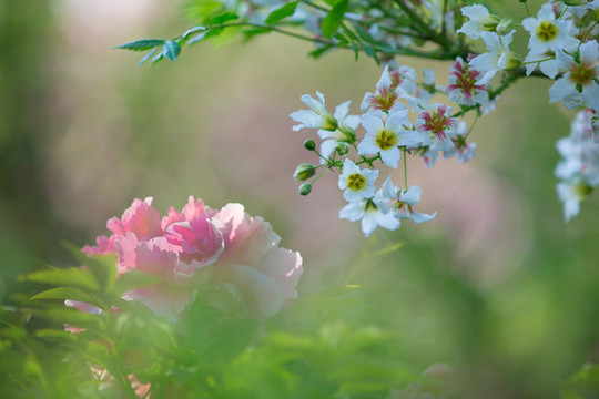 牡丹花