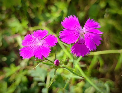 紫色小花