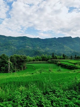 梯田山林