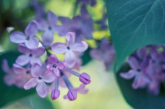 華北紫丁香花