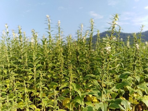 芝麻地
