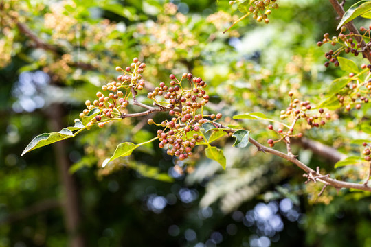 花椒果實(shí)