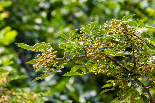 花椒果實(shí)
