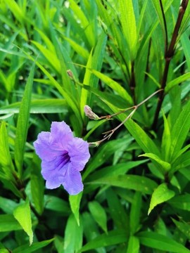 藍(lán)花草