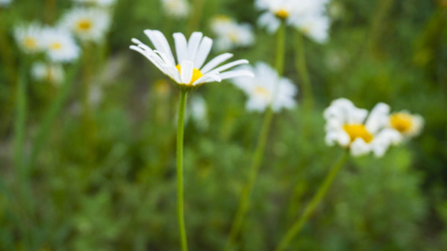 小雛菊