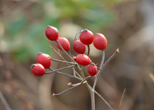 小果薔薇的紅色果實