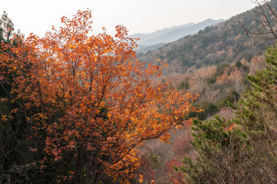 秋天山林里的紅葉