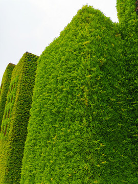 綠植墻
