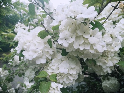 白繡球花