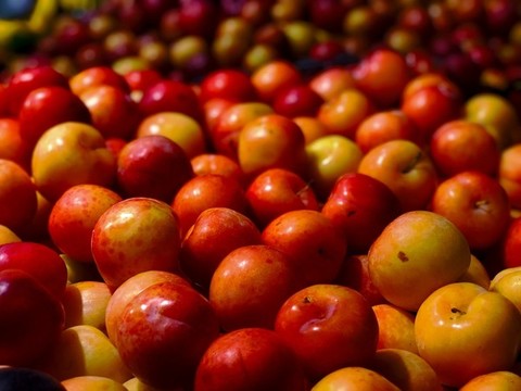 紅李子