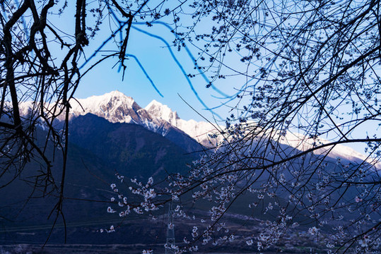 林芝桃花