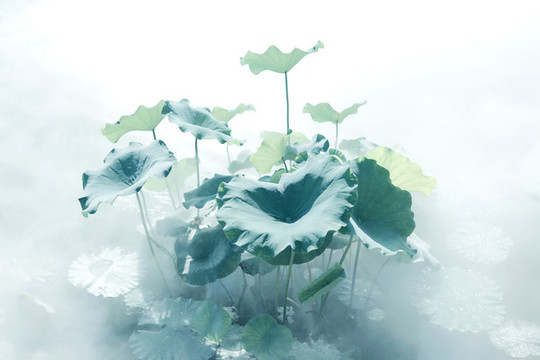荷葉