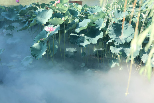 荷花
