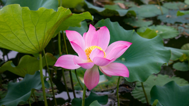 夏季盛開(kāi)的蓮花