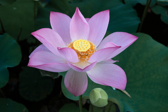 夏季盛開(kāi)的蓮花