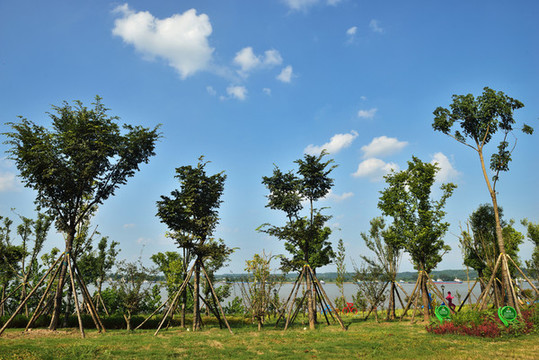 長江邊上公園樹林