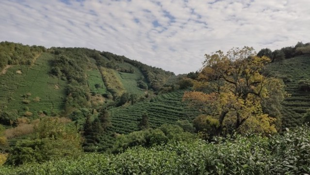 茶山