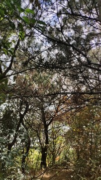 樹林