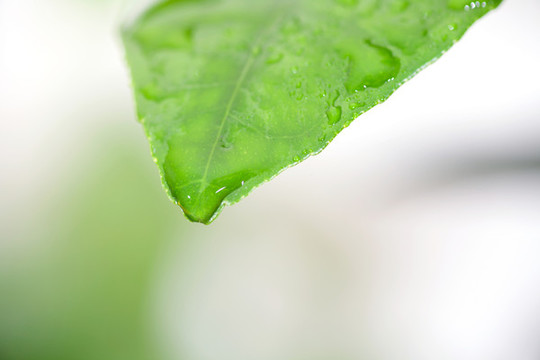 綠色樹葉葉片上的小水珠特寫