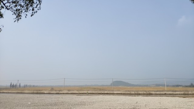 田野