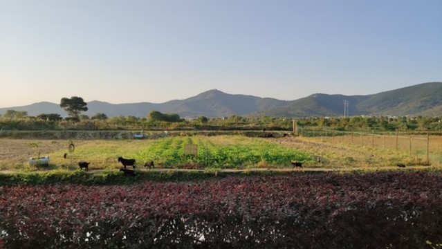 山丘田野