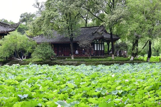 荷塘
