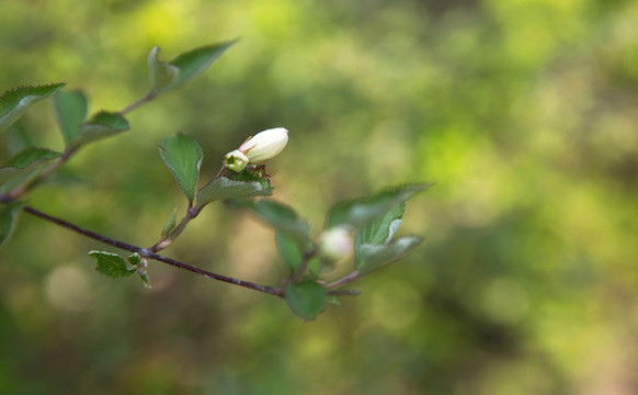 公園里的植物大花溲疏特寫