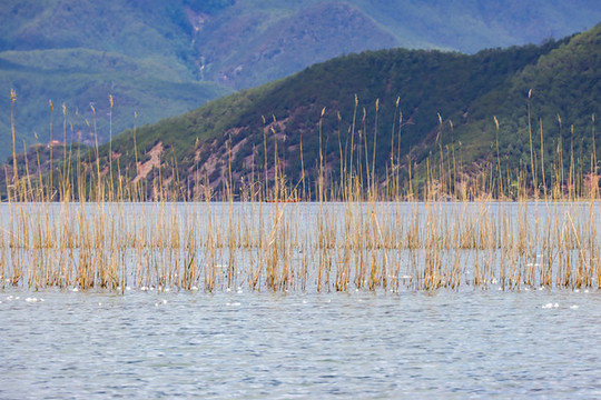 涼山風(fēng)光一四川鹽源瀘沽湖