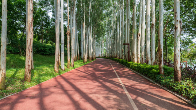 林蔭小路陽光桉樹林