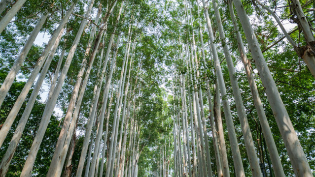 林蔭小路陽光桉樹林