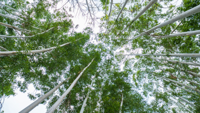 林蔭小路陽(yáng)光桉樹林