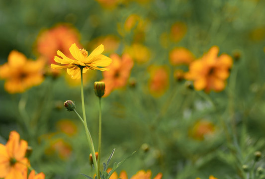 花兒