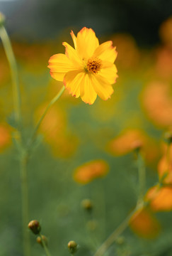 花兒