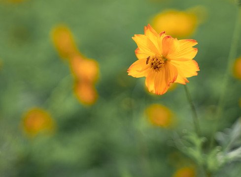 蝶戀花
