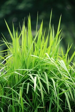 青草