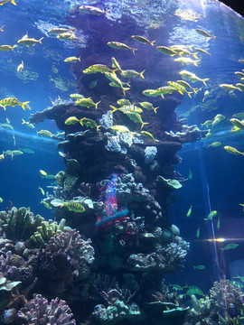 海洋魚