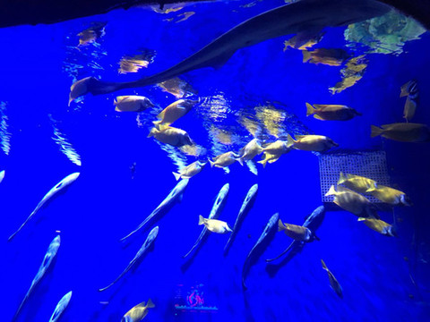 海洋魚類