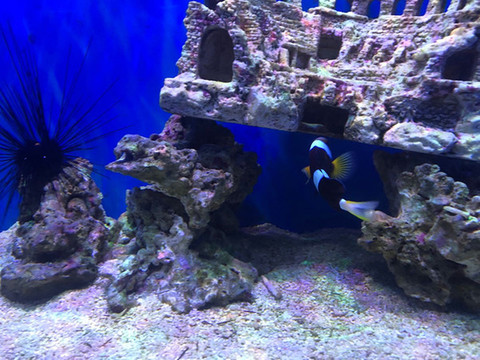海魚(yú)