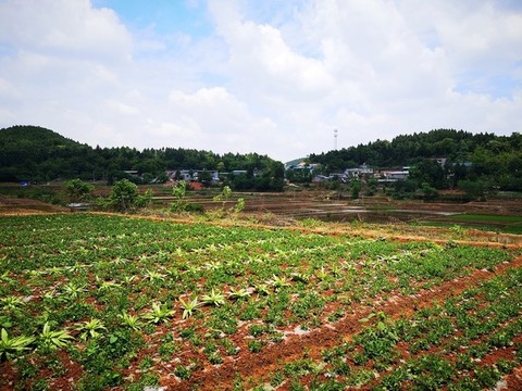 田園