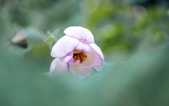 夢(mèng)幻荷花