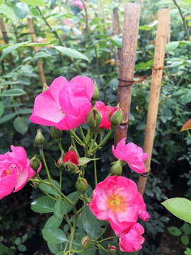 月季花