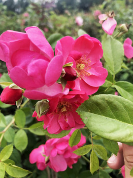月季花